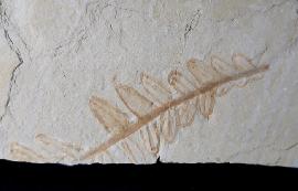 Cycadopteris cf. jurensis KURR 1845 - Bild © FossNet FossilienStore